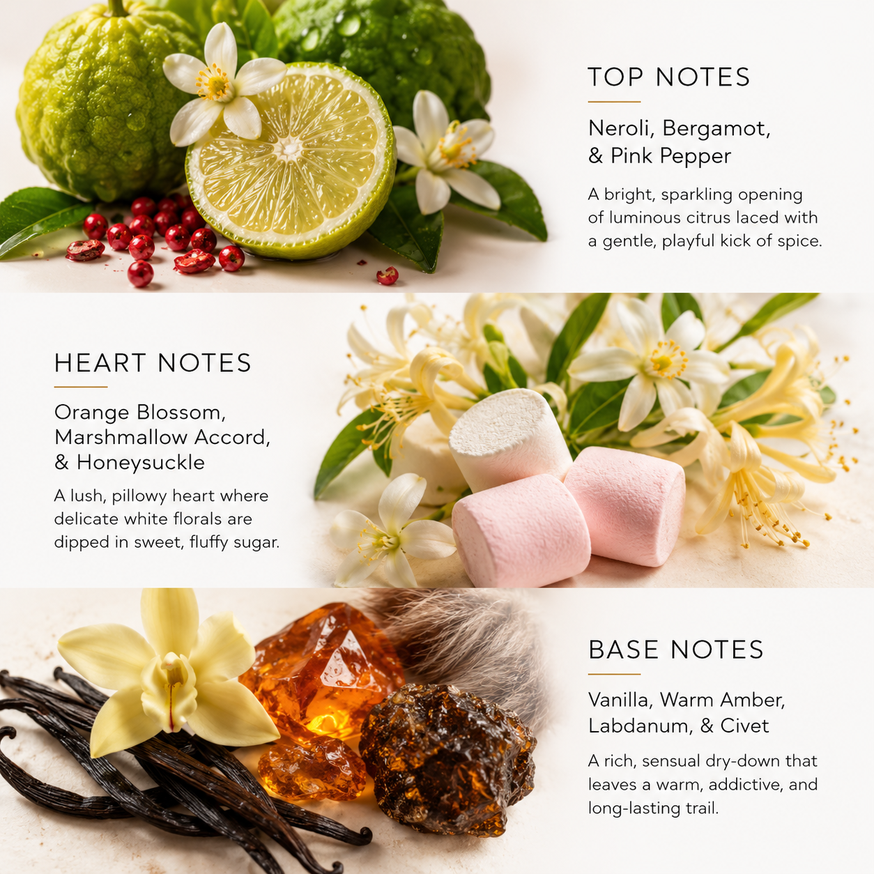 A fragrance notes graphic with three horizontal sections labeled Top Notes, Heart Notes, and Base Notes, accompanied by ingredient-style imagery including citrus, flowers, pink sugar cubes, vanilla beans, amber pieces, and spices. Text describes the scent profile in a clean, editorial layout.